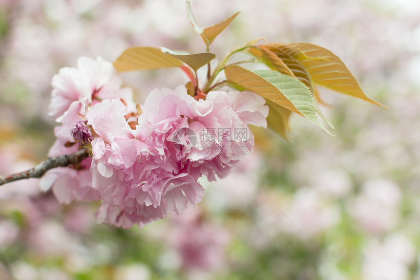 樱花花植物季节植物群粉色风景旅行旅游植物学游客图片