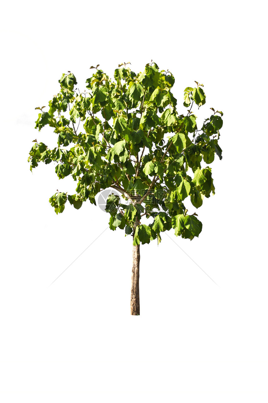 白色背景上的树生长森林季节性植物环境叶子收藏植物学绿色图片