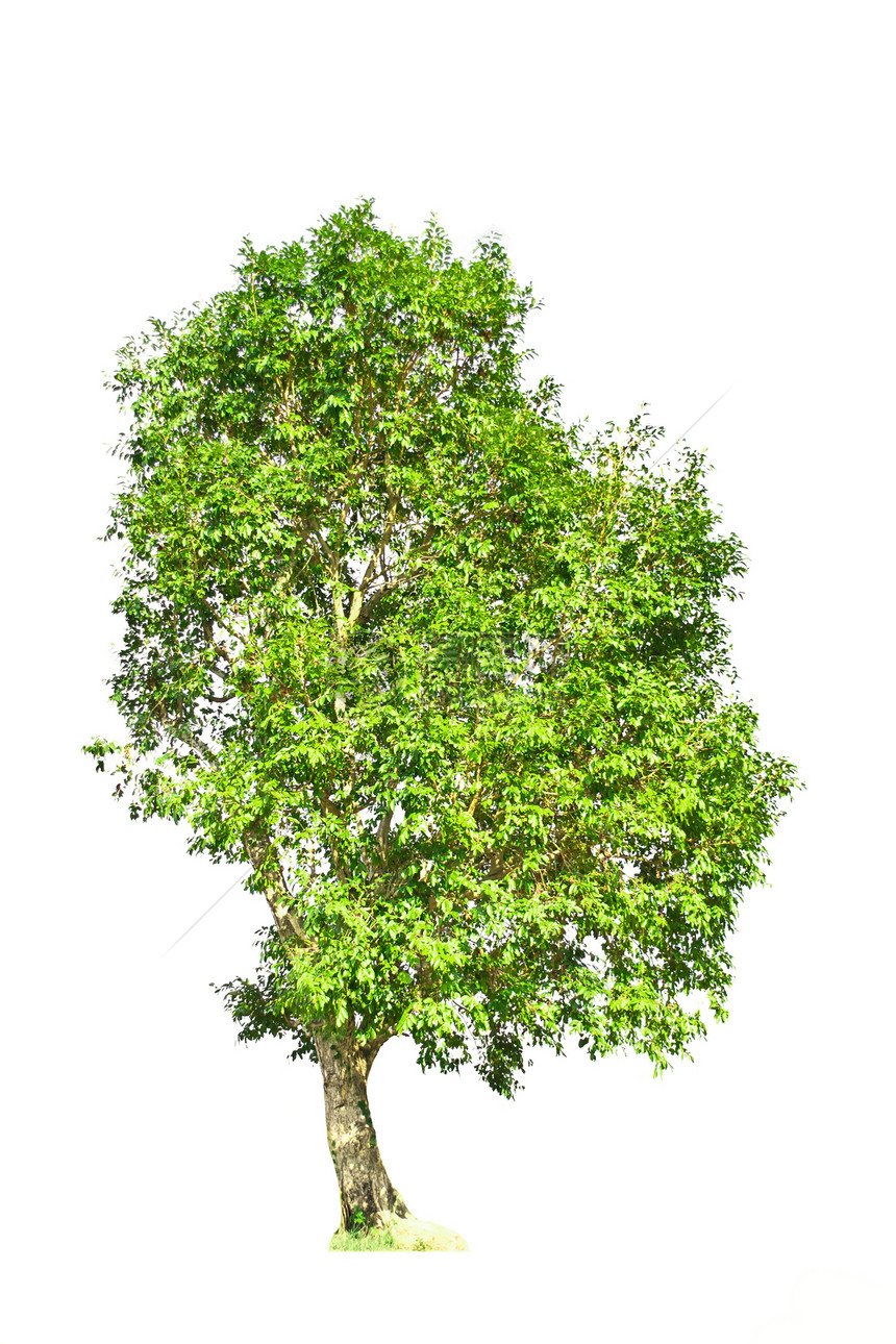 白色背景上的树叶子森林绿色植物生长植物学收藏季节性环境图片