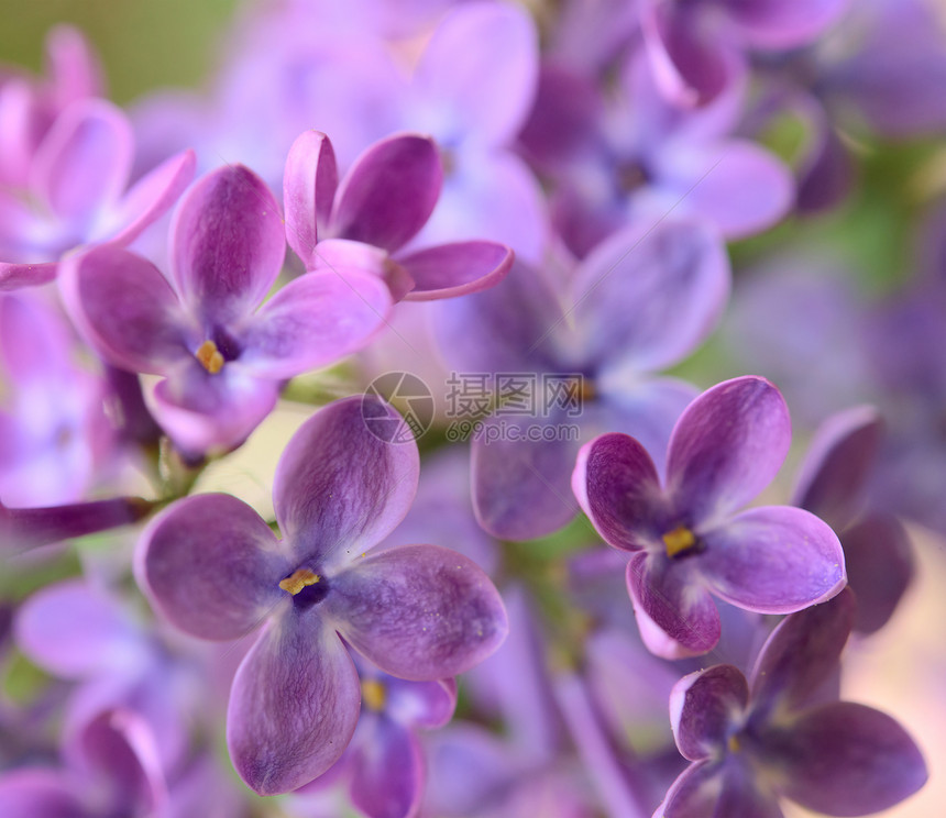 绿色背景上的春紫花花朵Name叶子雌蕊季节礼物衬套植物芳香花园生长花瓣图片