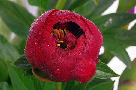 雨中牡丹特写红角植物花园牡丹植物群植物学框架花瓣树叶花粉正方形背景