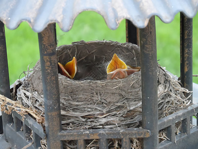 雀巢中的罗宾婴儿背景图片
