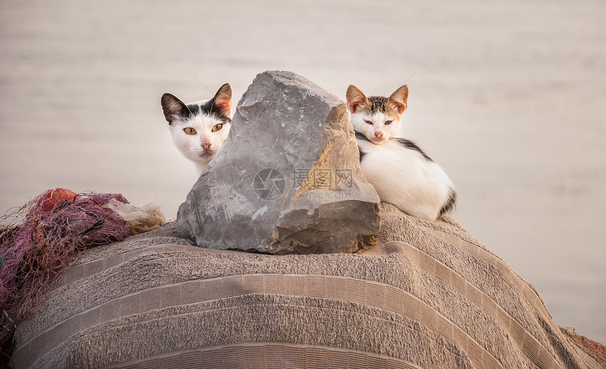 猫咪家庭毛皮阳光小猫石头宝贝姿势动物野生动物手表岩石图片