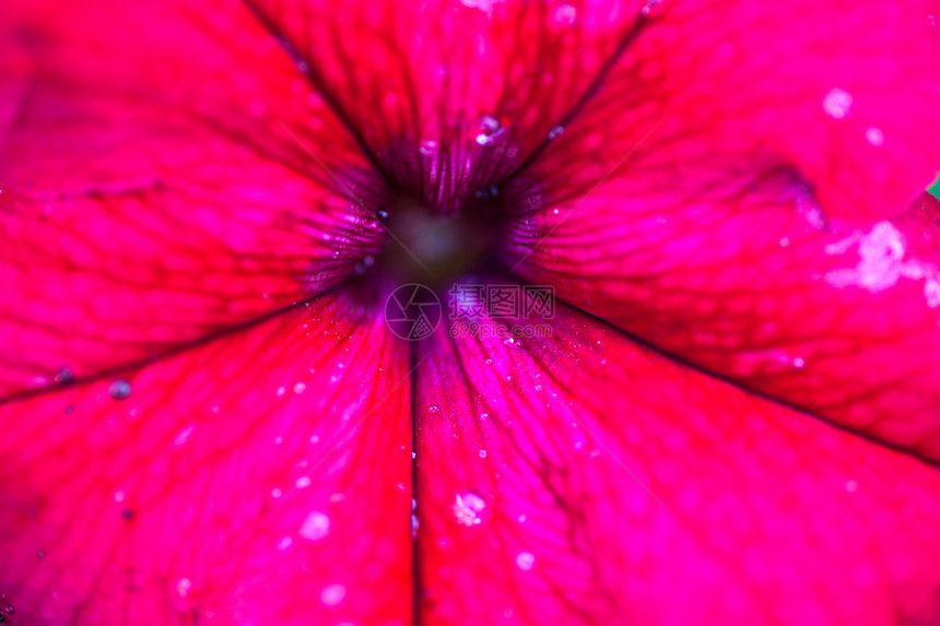 特写佩特尼亚花花瓣花园宏观国家场地投标植物花坛雨滴草地图片