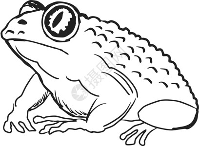 丑陋的青蛙蛤和手绘青蛙草图插图眼睛皮肤野生动物宏观动物学动物插画