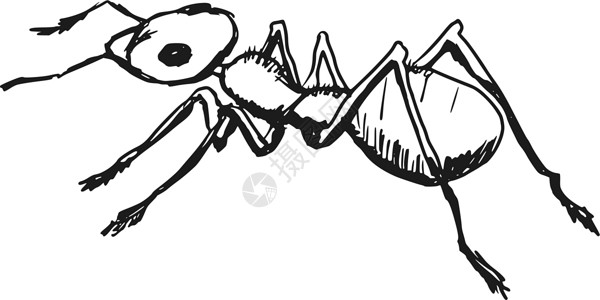 ps修腿素材红蚂蚁昆虫天线野生动物插图翅目草图漏洞手绘卡通片插画