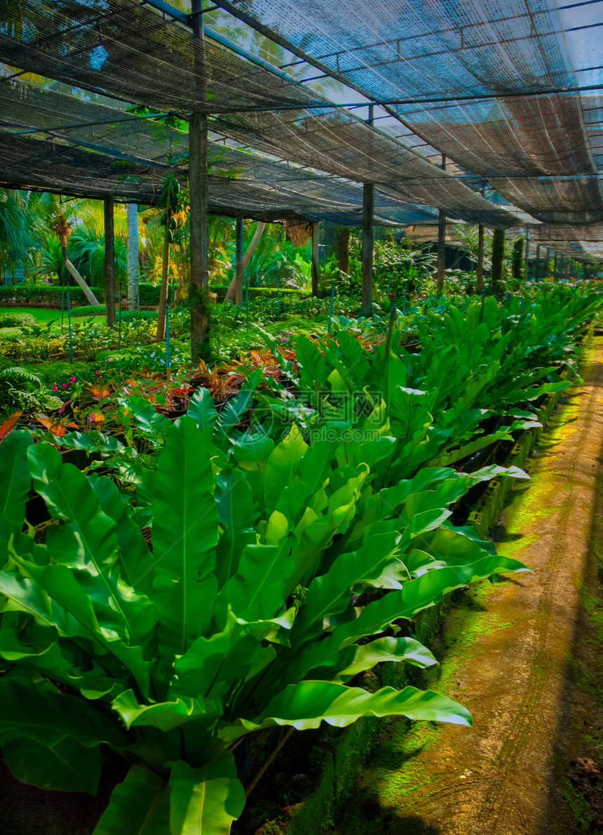 花园园植物旅游森林游客城市植物学棕榈气候旅行天空图片