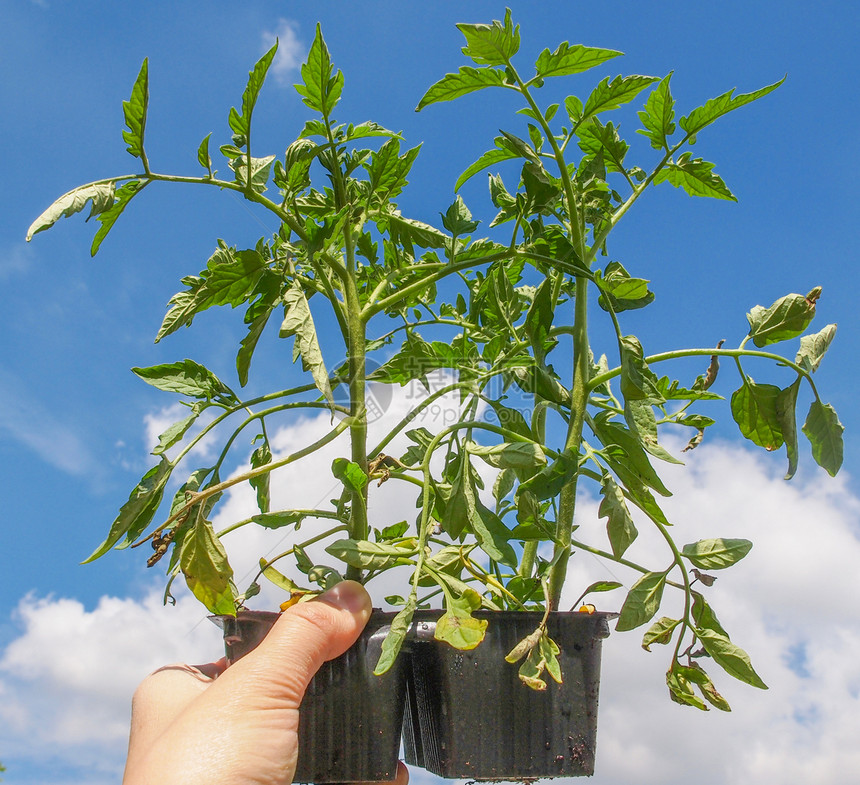 加插番茄厂生长天空食物营养蓝色园艺植物美食植被素食图片