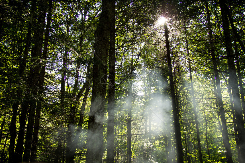 森林中的雾绿色太阳阴霾树木图片