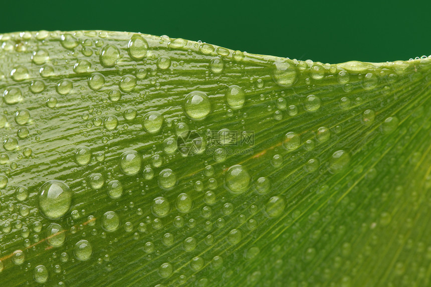 绿叶 带水滴植物学生态环境雨滴银杏叶草本宏观飞沫植物叶子图片