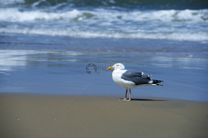 海笼墙纸水禽羽毛海鸟野生动物海鸥支撑自由翅膀蓝色图片