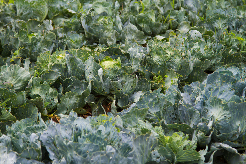 镇菜生长蔬菜活力收获绿色植物多叶农场食物叶子图片