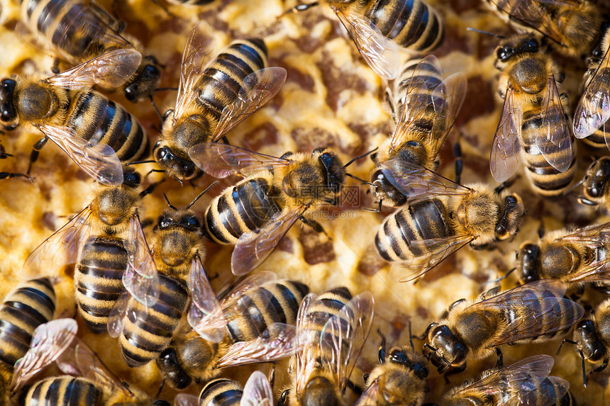蜜蜂在蜂窝上繁殖的宏观镜头花园蜂蜜蜂蜡宏观蜂房爱好昆虫框架生产花粉图片