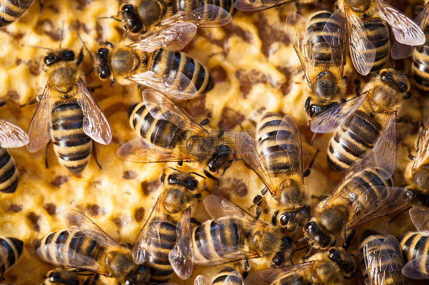蜜蜂在蜂窝上繁殖的宏观镜头土地花粉数字花园农场爱好蜂巢蜂房养蜂业生产图片
