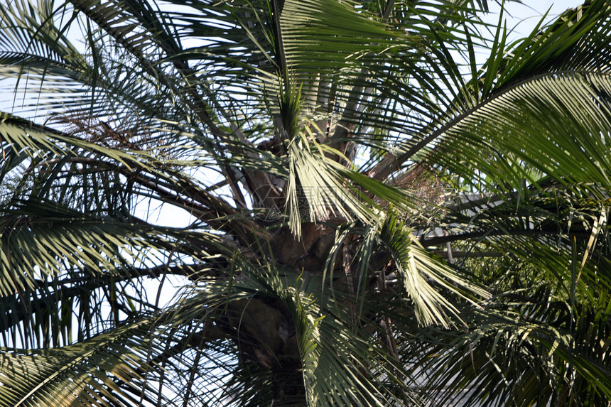 椰椰子树叶子植物群热带植物绿色椰子图片