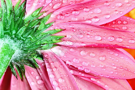 艾格尼丝平克格伯黛丝工作室植物群宏观粉色雏菊花朵植物绿色水滴照片背景