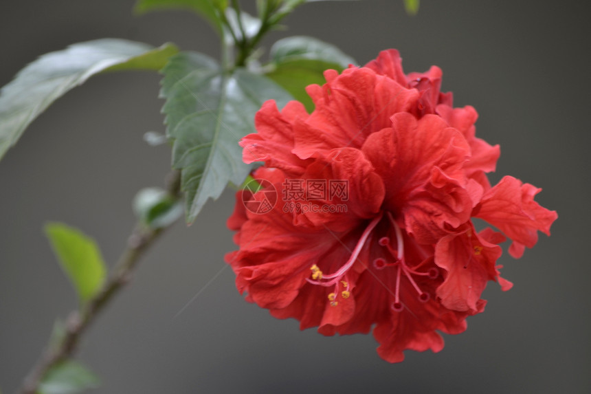 红色象形花树叶木槿绿色花粉植物叶子植物群图片