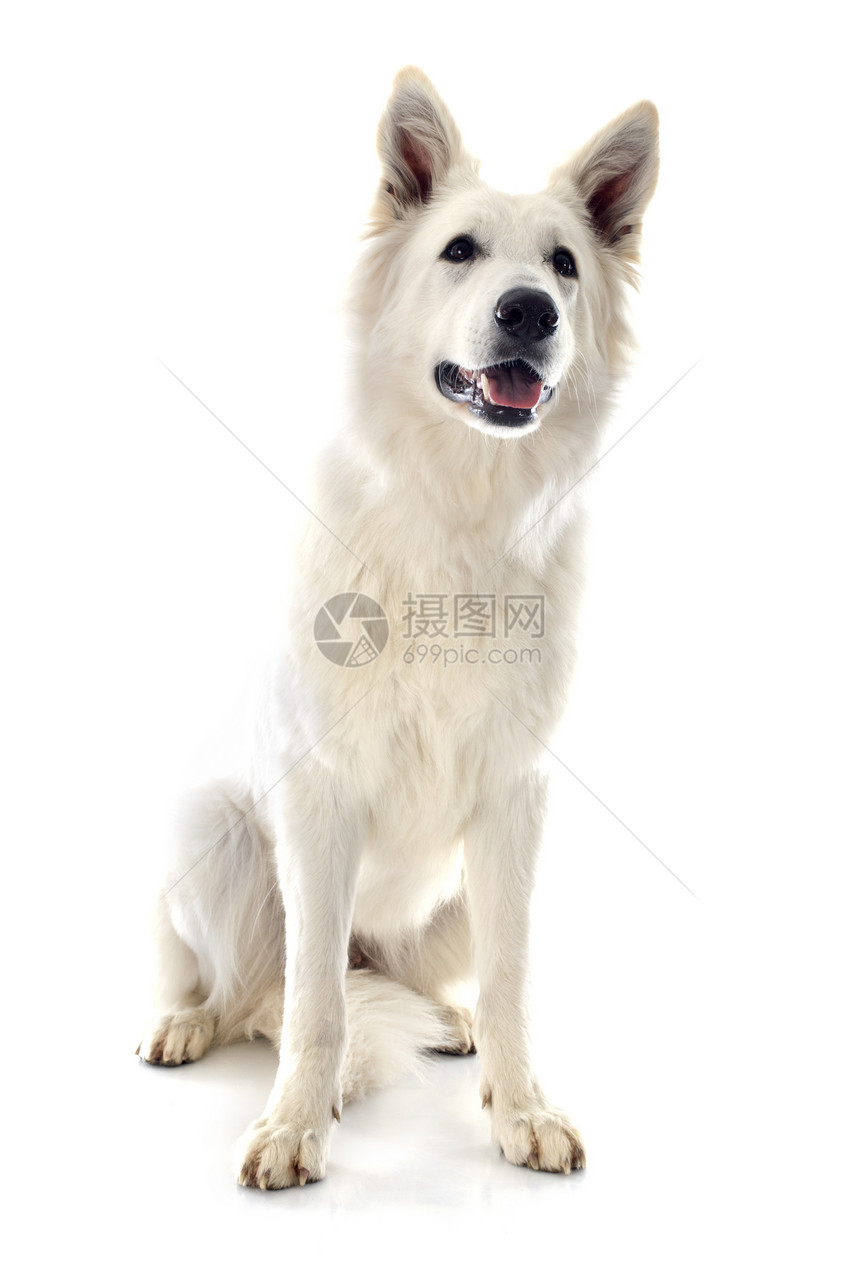 瑞士牧羊人牧羊犬文化成人白色工作室动物宠物图片
