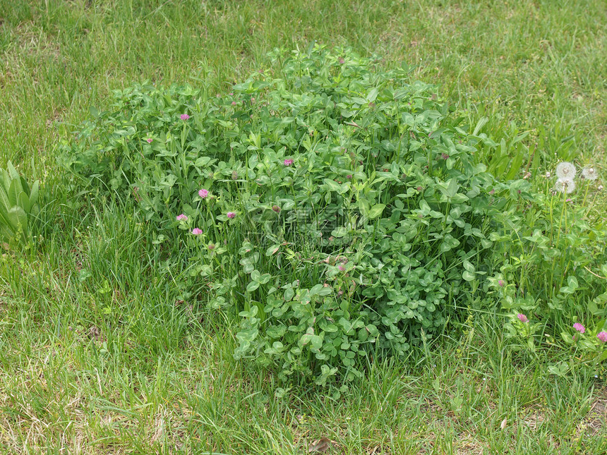 沙姆罗camrock植物群植物草地多叶场地绿色植被白色图片