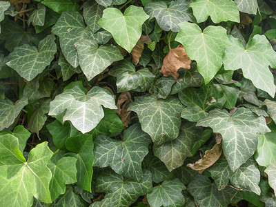 藤叶树叶绿色植物植被植物材料绿色背景图片