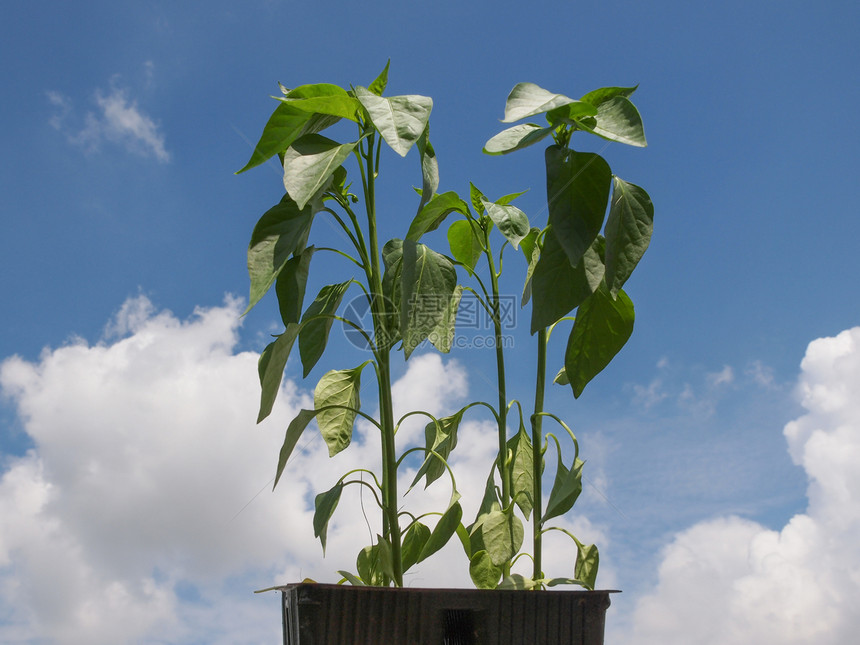 插胡椒植物生活材料蓝色食物幼苗农业植被美食天空素食图片