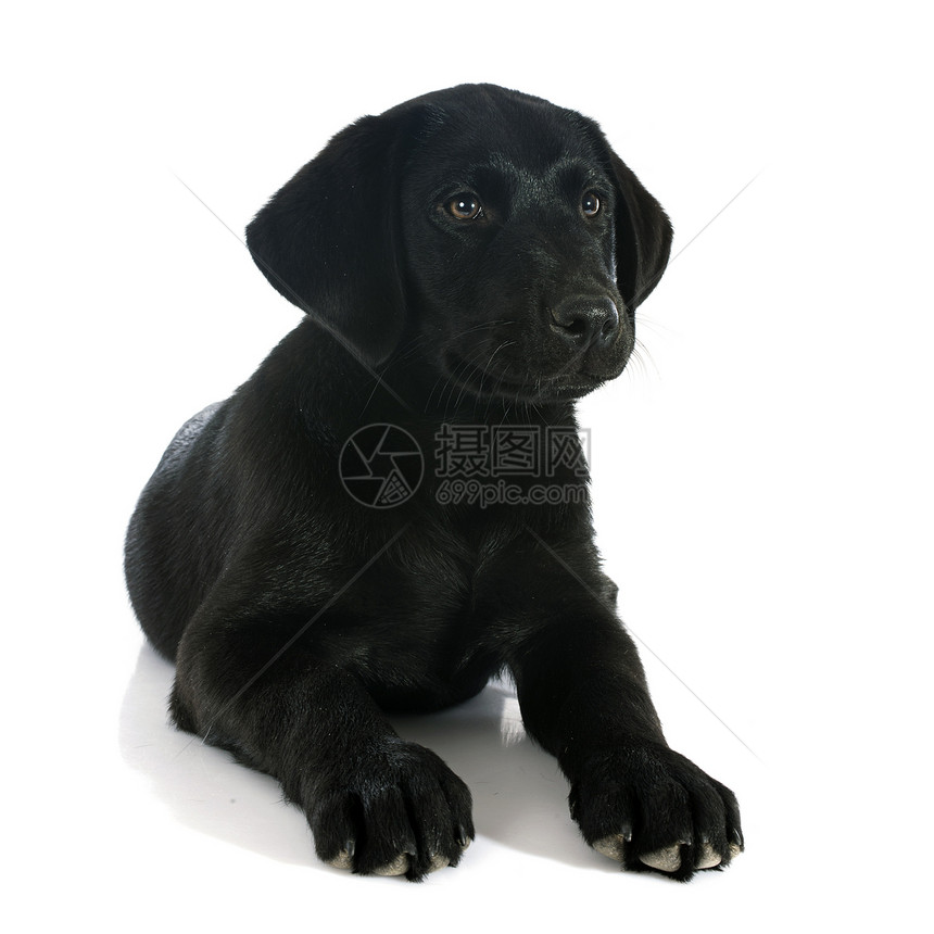 小狗拉布拉多检索器工作室动物宠物犬类黑色图片