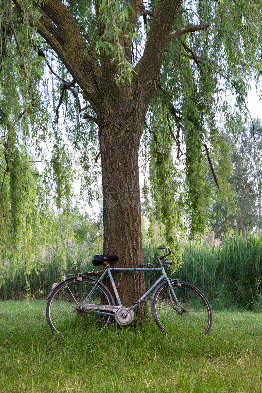 在意大利花园的一棵树下骑自行车环境旅行假期花园太阳绿色孤独树叶公园树干图片