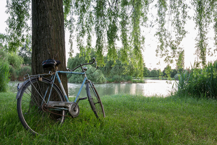 在意大利花园的一棵树下骑自行车太阳树叶环境娱乐假期公园树干旅行孤独花园图片