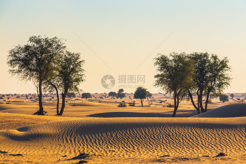 阿拉伯沙漠沙丘树木衣服灰尘沙漠男人沙景国家头巾男性图片