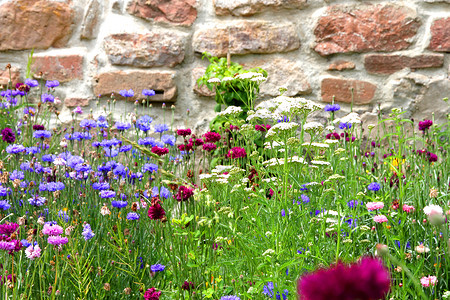 花园有墙野花绿色植物土地草地房子古董地面生态环境建筑花园背景