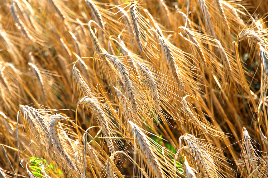 小麦田金子生长农作物粮食稻草生产收成收获麦田季节图片