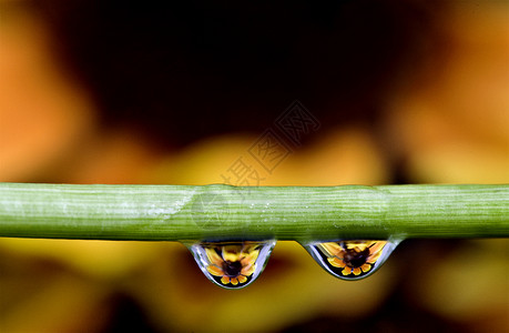 宏观水滴百合花瓣奶油花粉植物群柱头高清图片