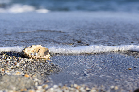 母贝澳大利亚珍珠类牡蛎文化海洋旅行贝壳假期农业装饰品魅力材料背景