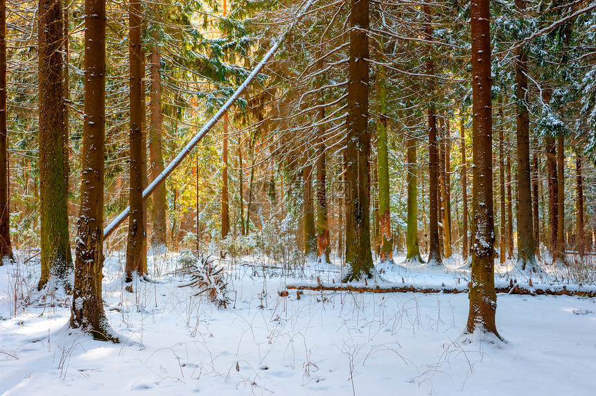 俄罗斯美丽的森林 冬天清晨的寒冬图片
