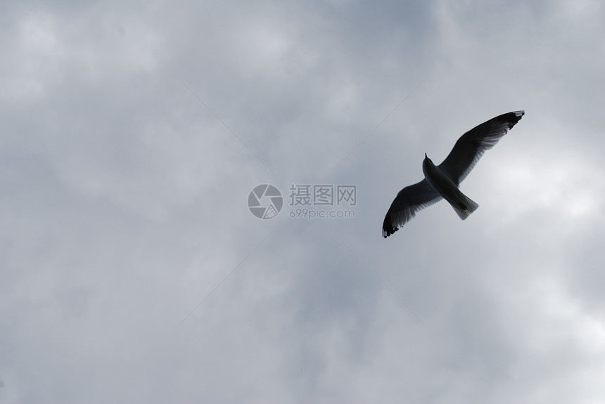 正在飞行的海鸥天空航班蓝色图片