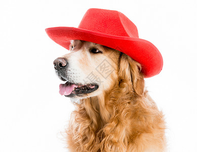 森南猎犬红色的美国高清图片