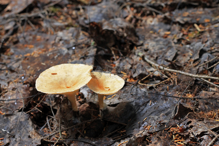 秋林中生长的棕蘑菇植物群地面生物学苔藓棕色季节性木头公园植物荒野图片