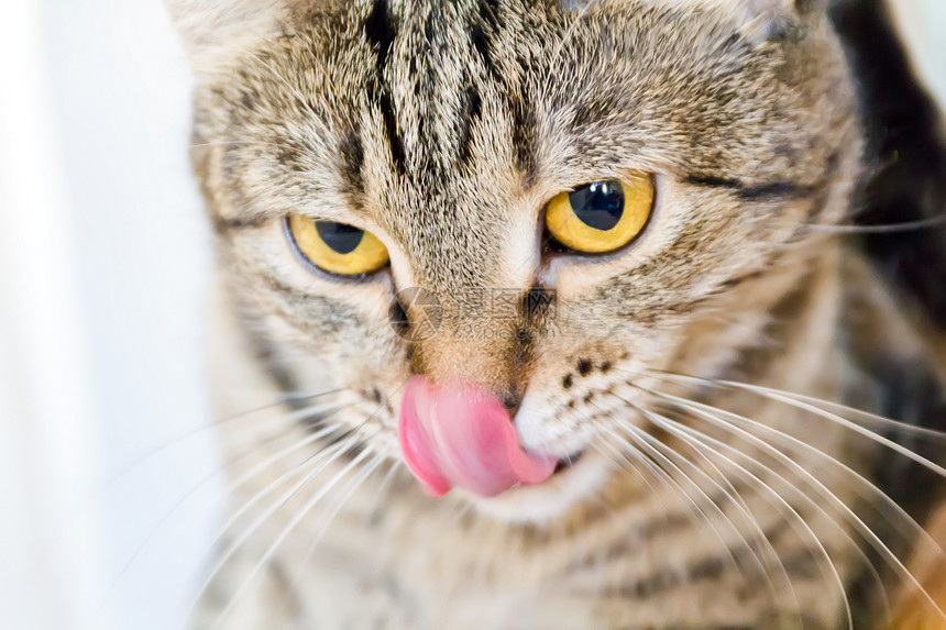黄色眼睛的猫肖像胡须鬓角条纹蓝色胡子动物宠物哺乳动物图片