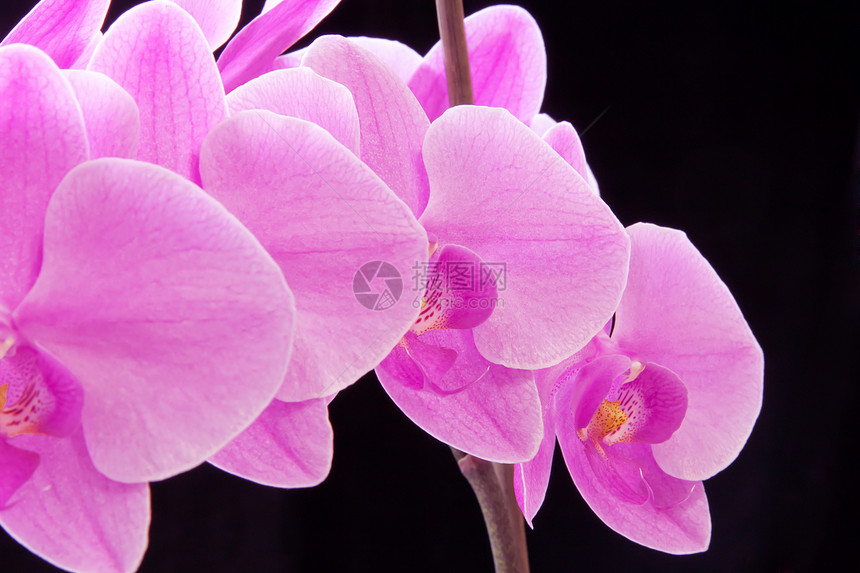 粉红色兰花植物粉色情调紫色植物学异国花瓣图片