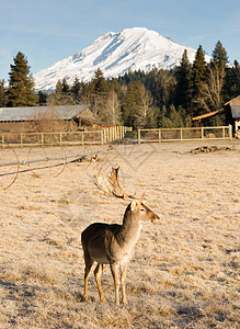 驯鹿农场美丽的订婚野生动物雄性雄鹿麋鹿鹿角与喇叭莱山背景