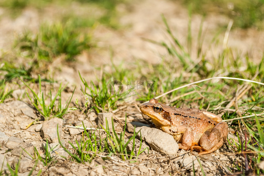 常见青蛙两栖动物眼球野生动物绿色眼睛动物群棕色阳光动物图片
