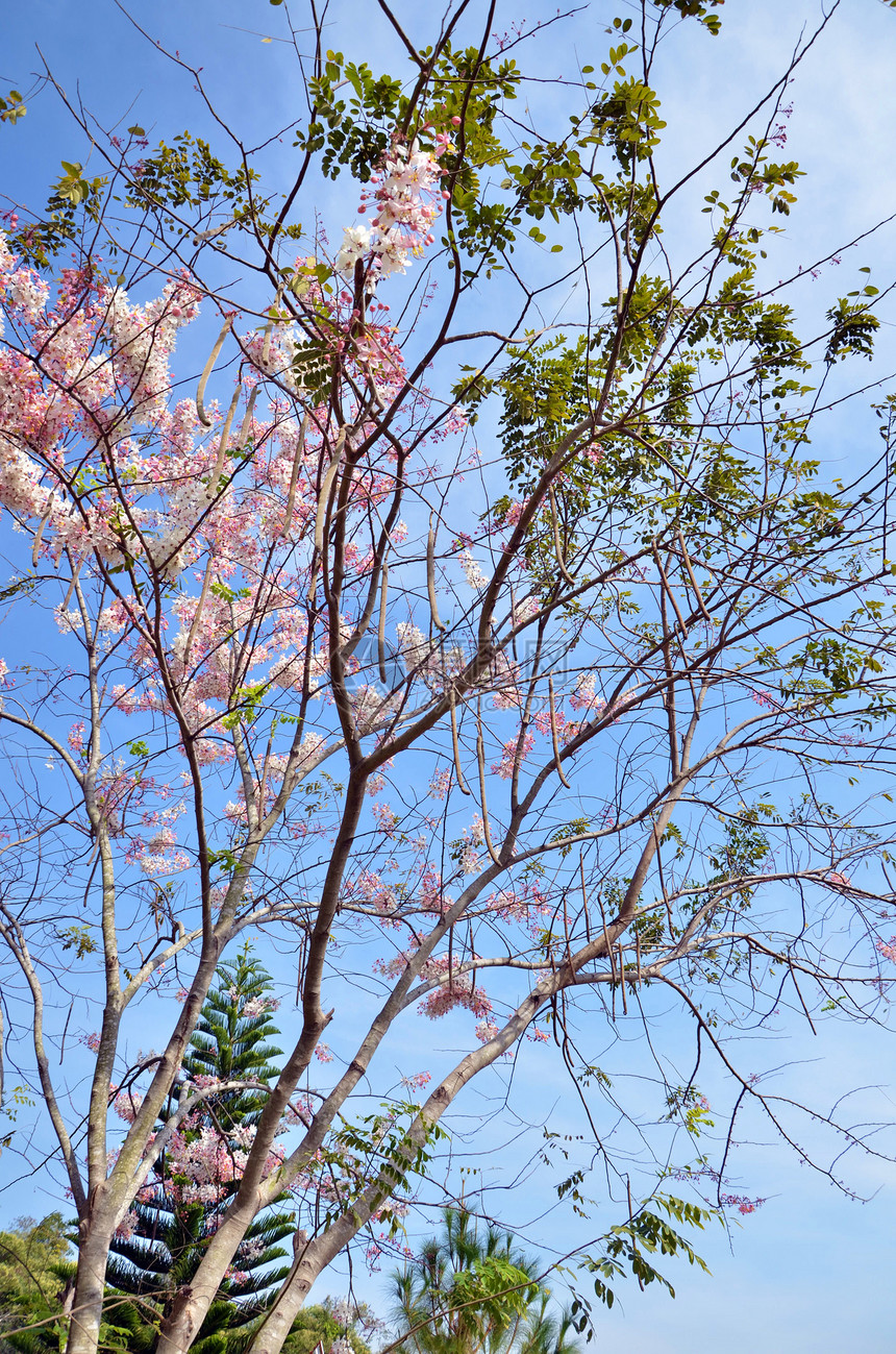 狂野喜马拉雅山樱桃土井花朵荒野蜡质粉色家庭图片
