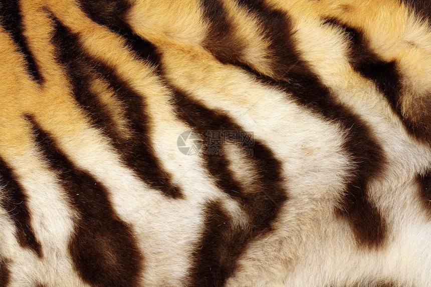 老虎真实黑条纹的细节图片
