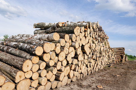 森林附近的木柴薪柴堆和烧柴原木高清图片