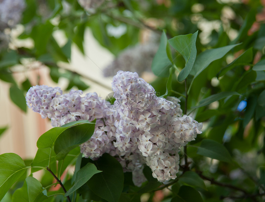 长线的分支绿色衬套紫色叶子植物学植物生长花瓣季节紫丁香图片