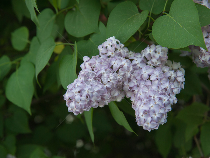 长线的分支紫丁香植物衬套叶子季节生长植物学绿色花瓣紫色图片