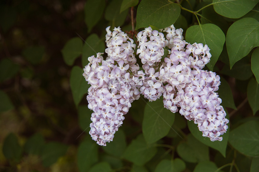 长线的分支紫色紫丁香衬套花瓣植物季节生长绿色植物学叶子图片