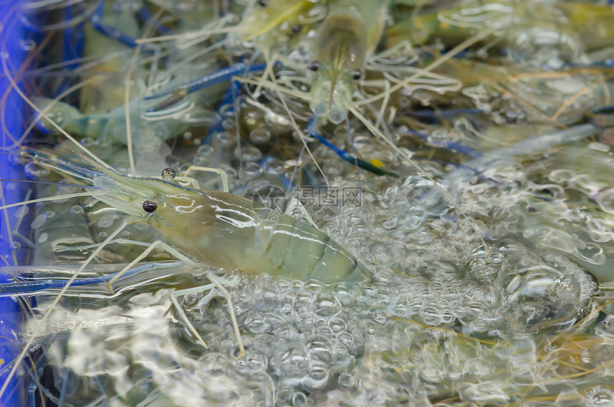新鲜虾虾食物海鲜市场贝类团体图片