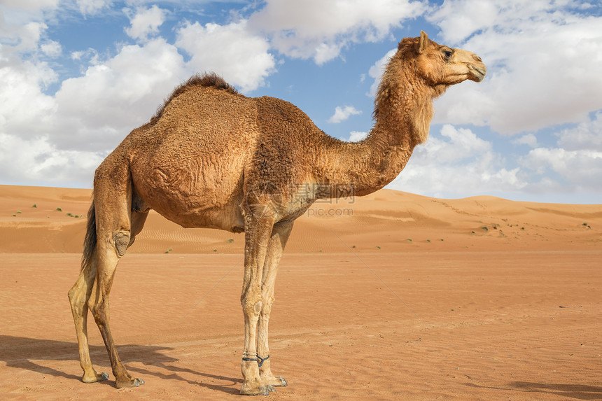 阿曼瓦伊巴骆驼旅行假期沙丘动物哺乳动物天空婴儿旱谷干旱图片