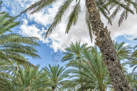 Al Haway 阿曼绿洲绿色沙布热带植物国家旅行棕榈旅游树木蓝色背景图片